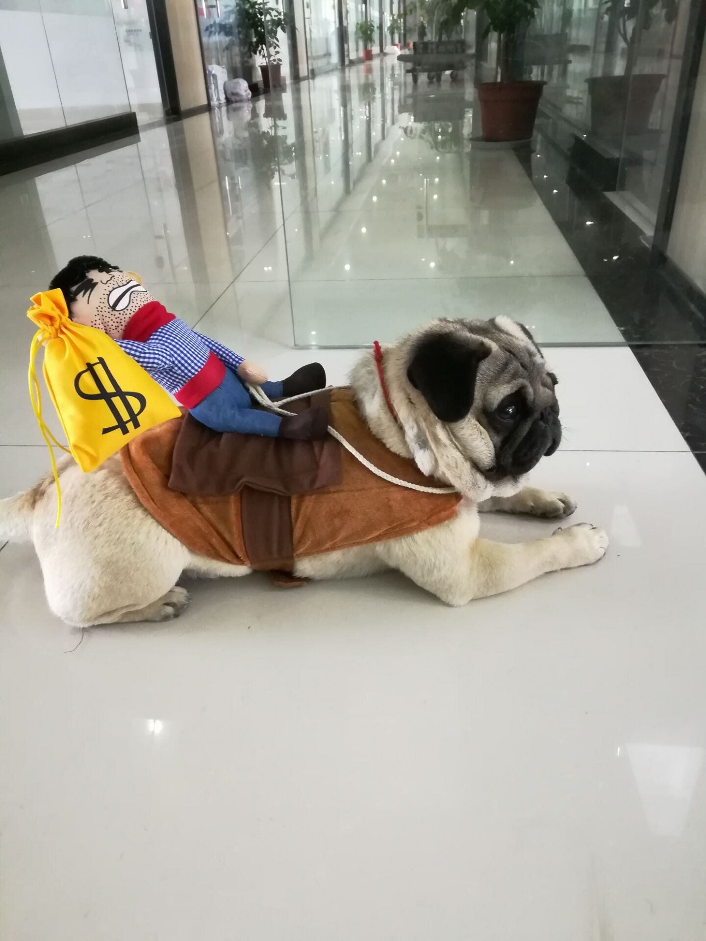 Vibrato with the same net celebrity playing guitar dog clothes cat funny costume turned cat Teddy funny pet costume