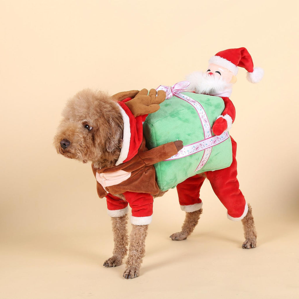 Funny Teddy Poodle pet dog carrying pumpkin transformation costume Little man holding pumpkin Santa Claus clothes