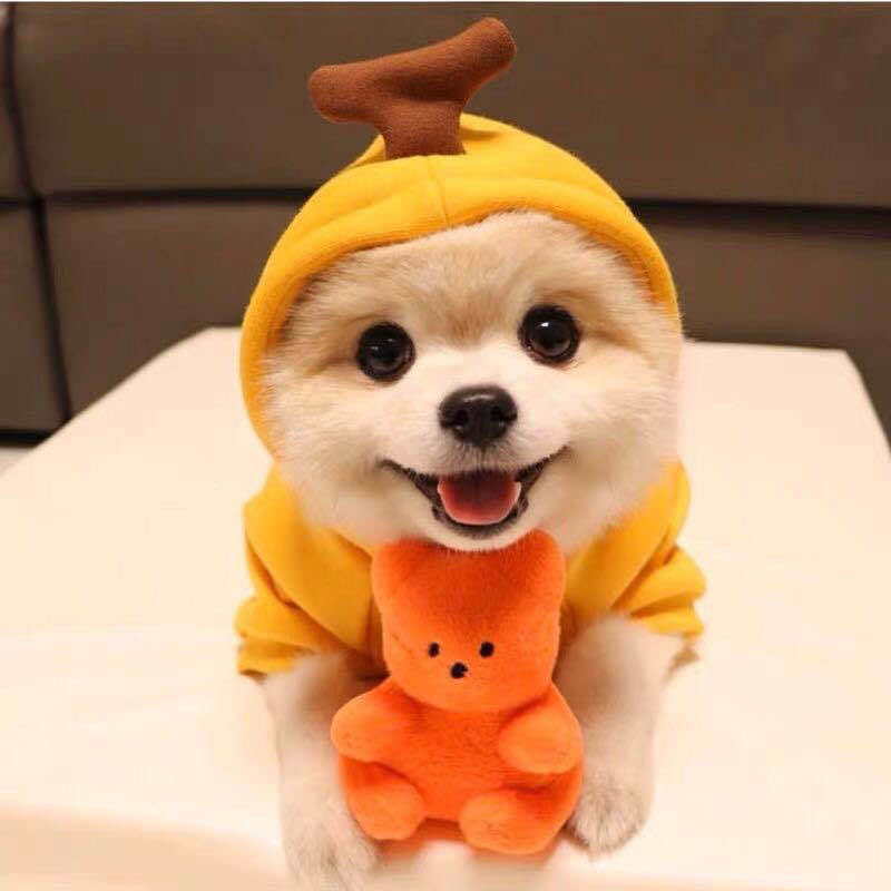 Fruit Transformation Dog Cat Small and Medium Dog Autumn and Winter Sweater Fleece Clothes Supplies Pet Teddy Fighting Manufactor