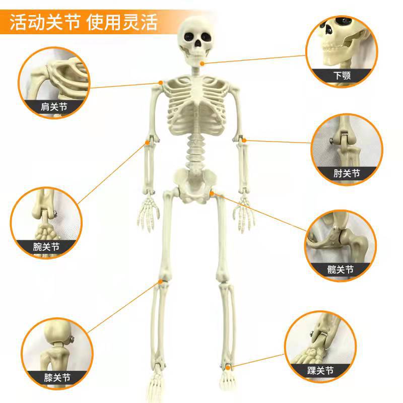 Halloween skeleton skeleton 60cm simulation human plastic skeleton decoration haunted house festival scene layout props