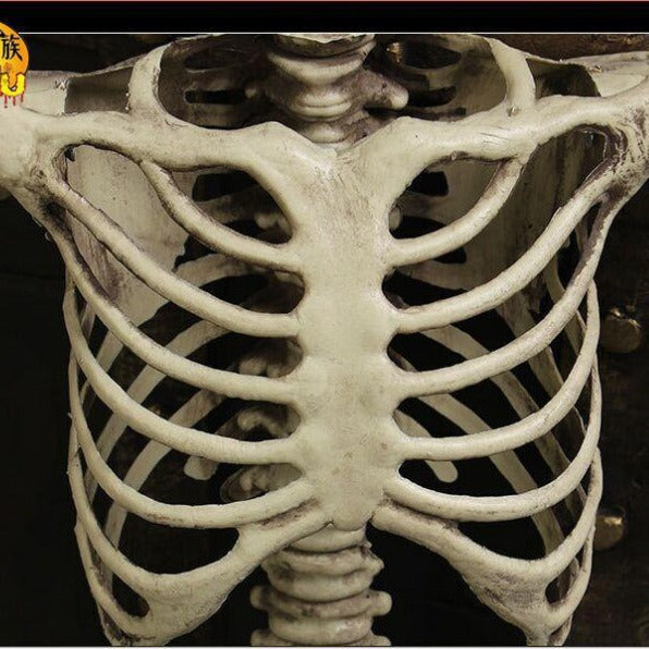 Cross-border Halloween haunted house props human skeleton mummy skeleton skeleton skeleton secret room skeleton bone decoration