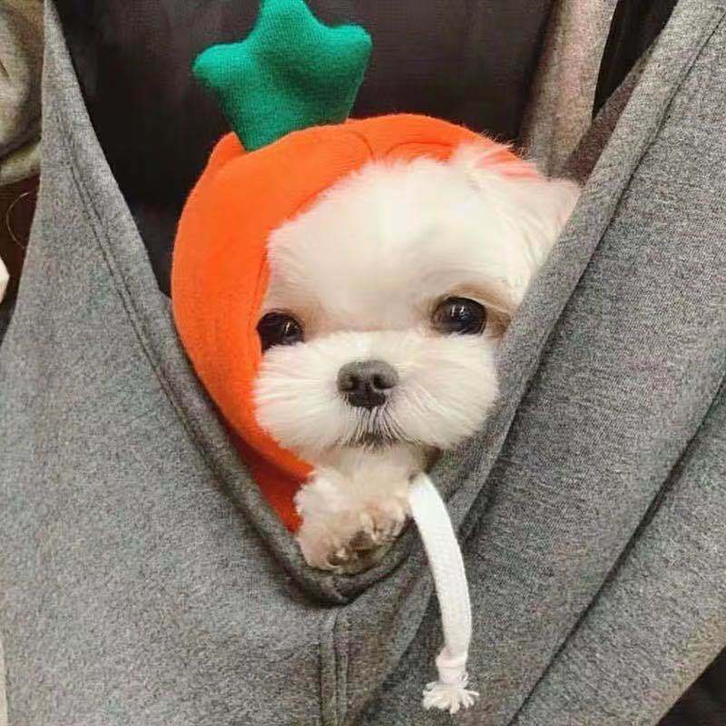 Fruit Transformation Dog Cat Small and Medium Dog Autumn and Winter Sweater Fleece Clothes Supplies Pet Teddy Fighting Manufactor