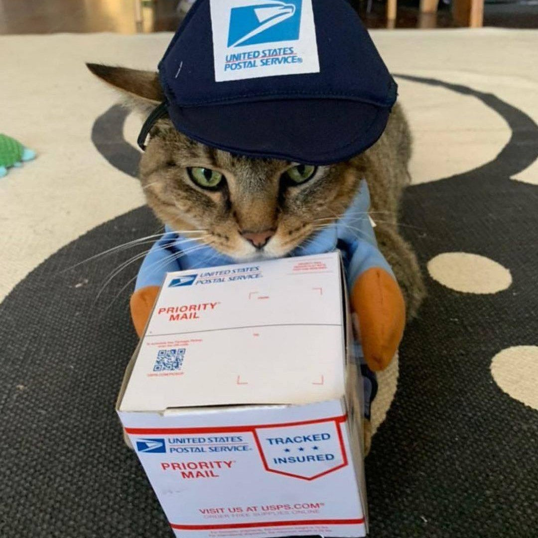 Funny dog transformation costume for dogs, pets and cats, medium and large dogs, Halloween decorations, costumes and cat clothes