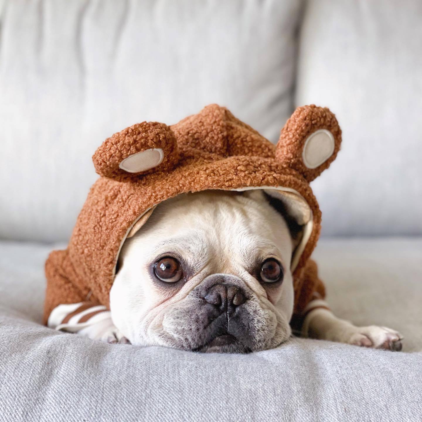 French Doll pet trendy brand ins hot style dog plus velvet warm standing ear sweatshirt autumn and winter sports dog clothes