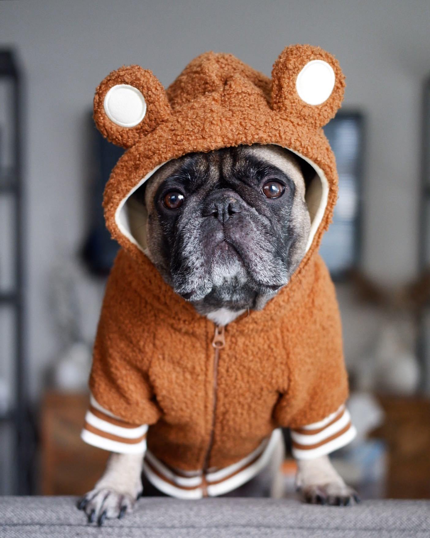 French Doll pet trendy brand ins hot style dog plus velvet warm standing ear sweatshirt autumn and winter sports dog clothes